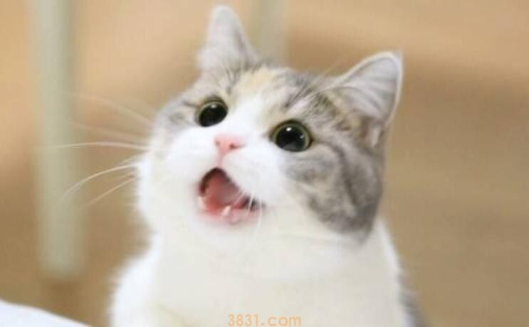 猫咪半夜叫门扒门原因(图1)