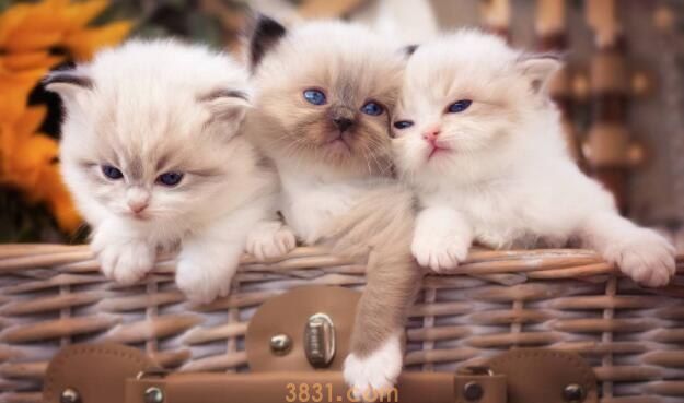 得了猫癣还能抱猫吗(图1)