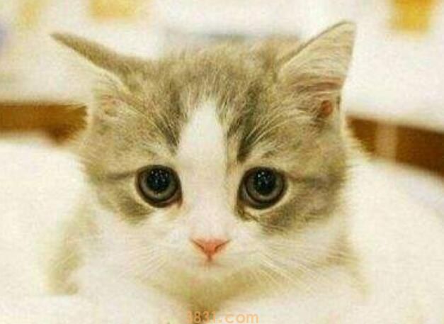 猫被蜜蜂蛰会自愈吗(图1)