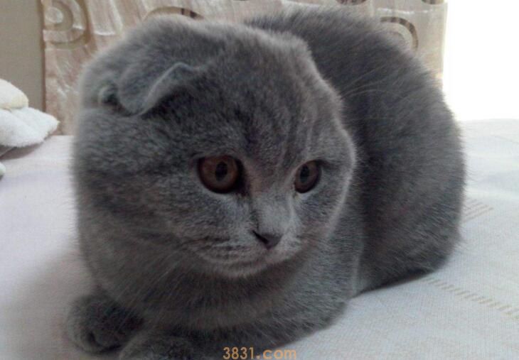 折耳蓝猫为什么不能养(图1)