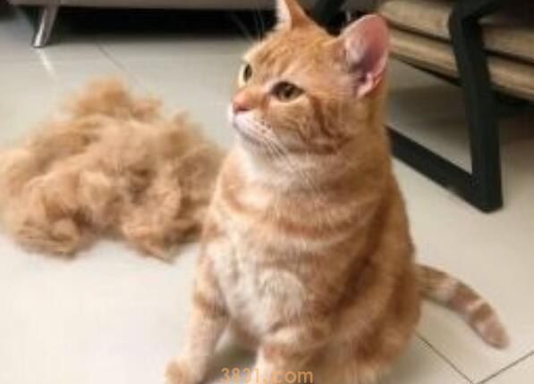 猫咪瞬膜收不回去原因(图1)