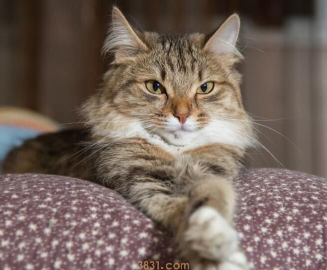 猫抓伤的死亡率是多少(图1)