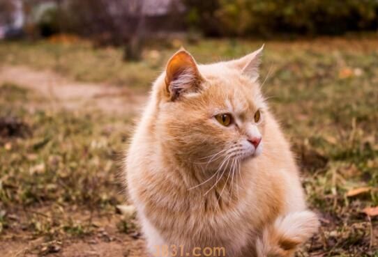 被猫咪抓了轻微出血了要打针吗(图1)