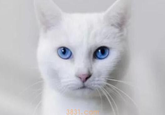 蓝眼白猫是土猫吗(图1)