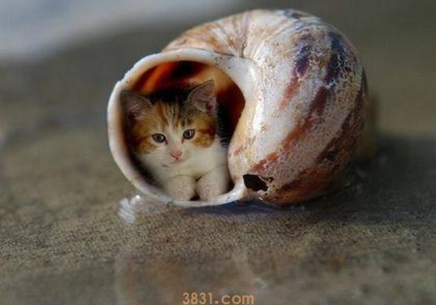 猫和你碰鼻子代表什么(图1)