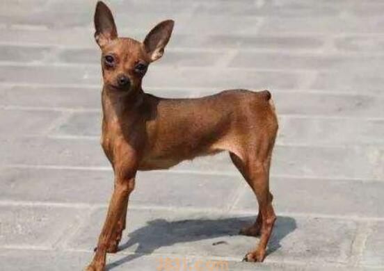 小鹿犬爱主人的表现(图1)
