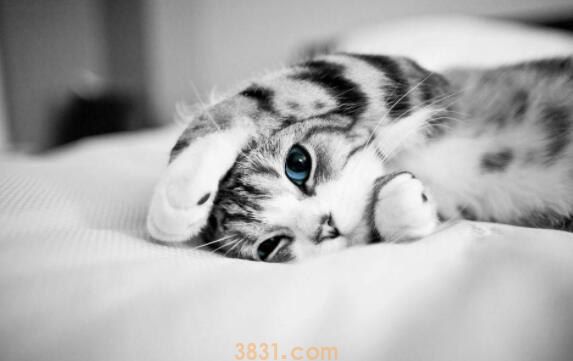 猫咪哈气是凶还是害怕(图1)