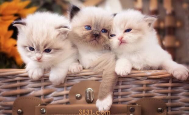 给猫抓了一下要打针吗(图1)