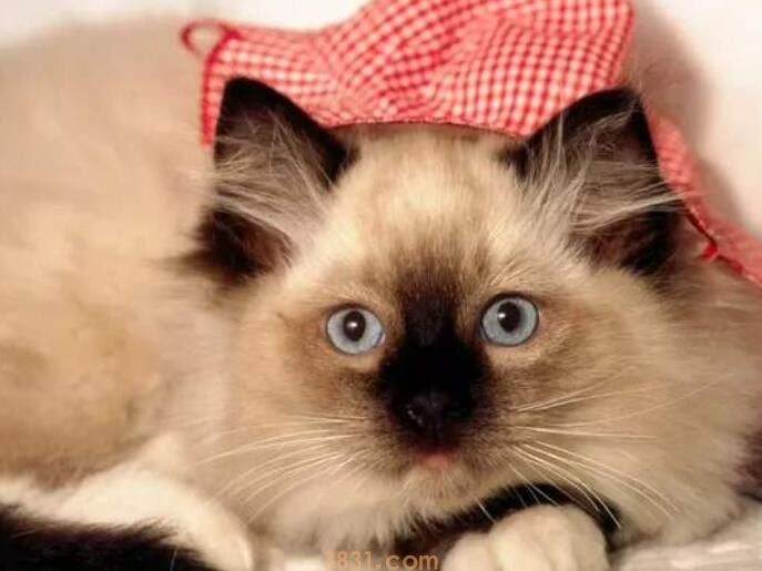 猫吃螃蟹会中毒吗(图1)
