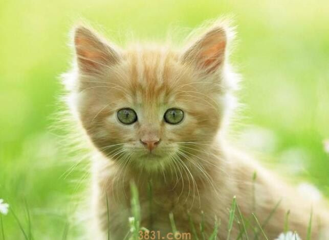 猫三联和狂犬可以一起打吗(图1)