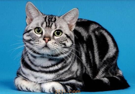美国短毛猫和英国短毛猫的区别有什么(图1)
