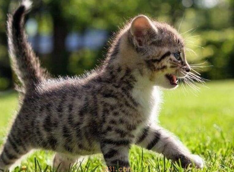 怎么知道猫有没有怀孕(图1)