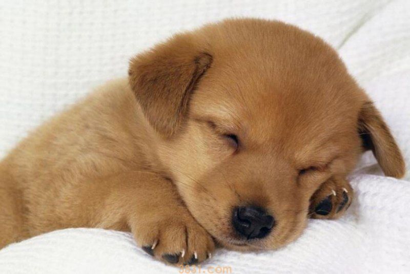 幼犬几个月可以打狂犬(图1)