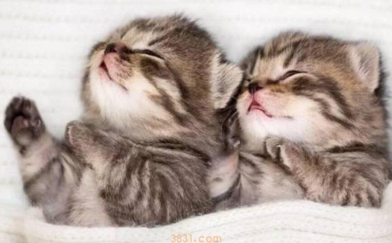 猫咪咬纸箱是在磨牙吗(图1)
