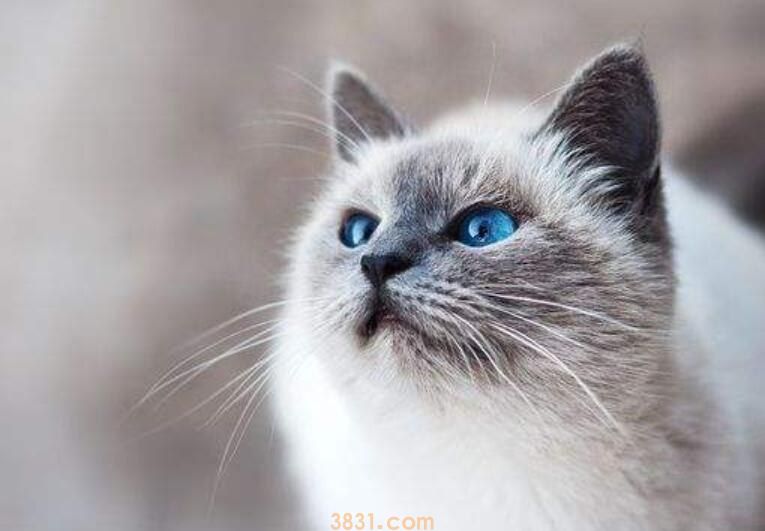 猫咪喂食需要定时吗(图1)