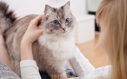 布偶跟蓝猫配出来是什么样的(图1)