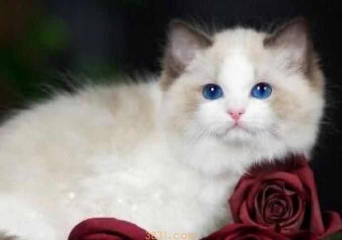 猫胺多久喂一次(图1)