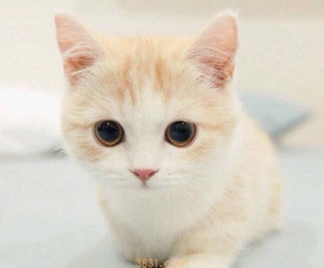 猫抗体检测有必要吗(图1)