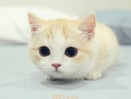 猫吃少量鱿鱼丝可以吗(图1)