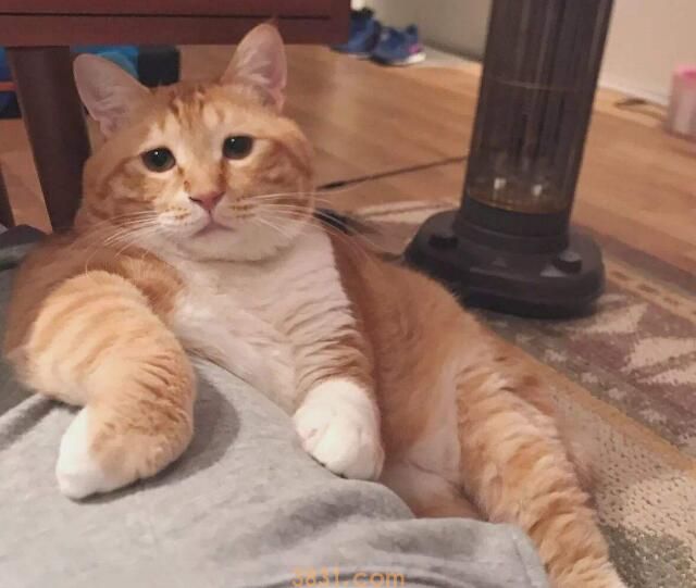 橘猫体重对照表(图1)