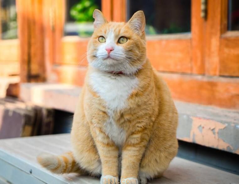 橘猫体重对照表(图2)