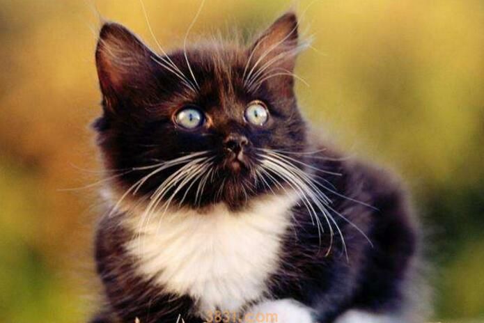 地铁能带猫吗(图1)