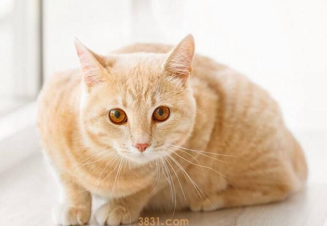 地铁能带猫吗(图2)