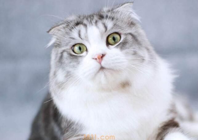 斑布猫是什么品种(图1)