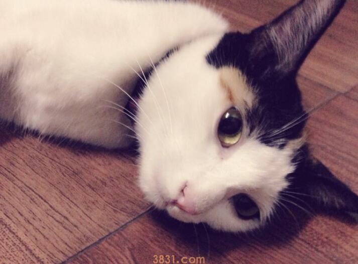 地铁能带猫吗(图3)