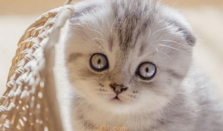 斑布猫是什么品种(图2)