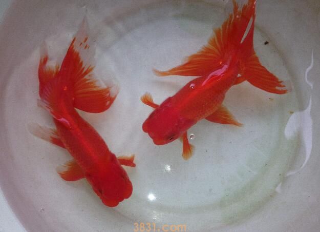 冬天金鱼怎么喂养(图3)
