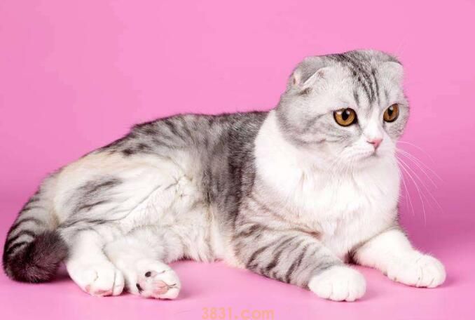 斑布猫是什么品种(图3)