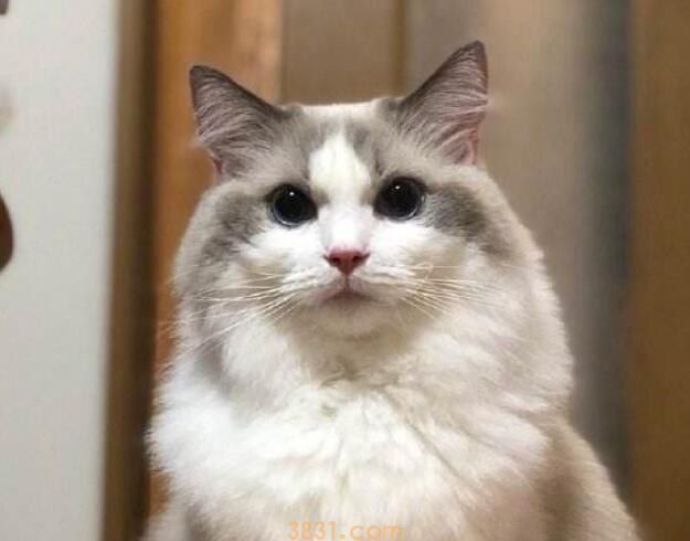 幼猫和成猫年龄界限(图1)