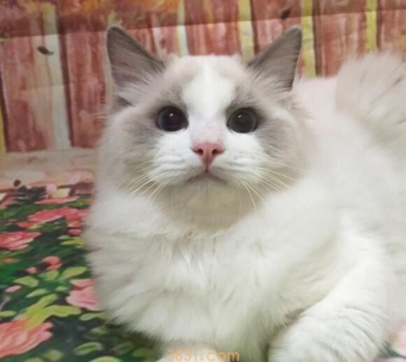 干性猫传腹初期症状(图1)