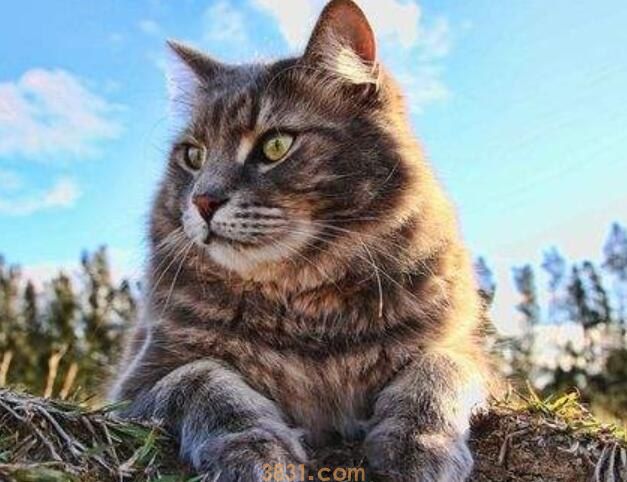 小猫特征和特殊本领有哪些(图1)