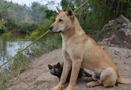土狗多大打狂犬疫苗(图1)