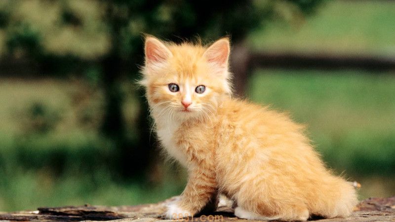 小猫发烧能自愈吗(图1)