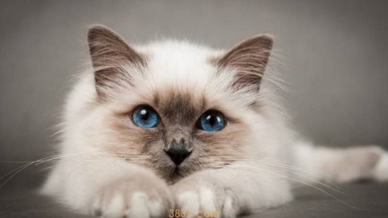 小猫发烧能自愈吗(图2)