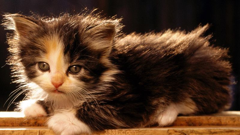 小猫发烧能自愈吗(图3)