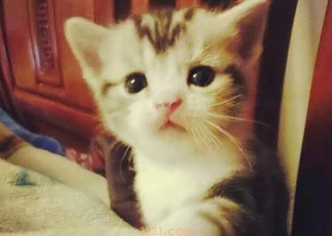 粘鼠板粘到猫怎么去除(图1)