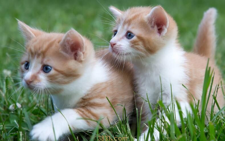 粘鼠板粘到猫怎么去除(图2)