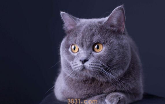 养美短猫的弊端(图3)