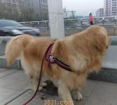 金毛和土狗配出来的会是什么品种(图1)