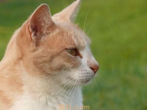 家养小猫咬了要打针吗(图1)