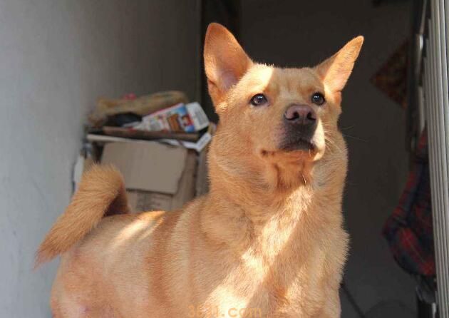 中华田园犬聪明吗(图1)