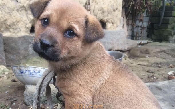 中华田园犬聪明吗(图2)