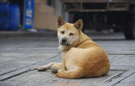 中华田园犬聪明吗(图3)