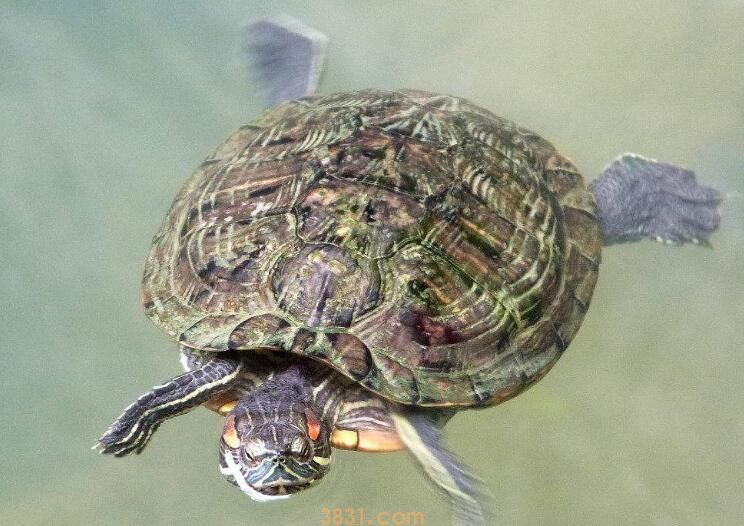 乌龟假死的救助方法(图3)