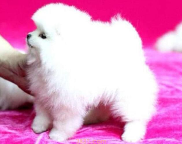 珍珠犬和博美犬的区别(图1)