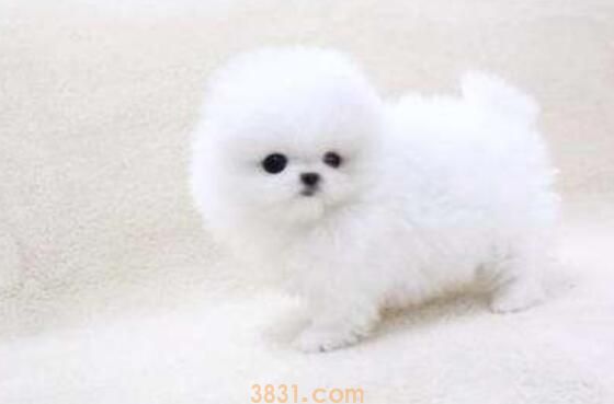 珍珠犬和博美犬的区别(图3)